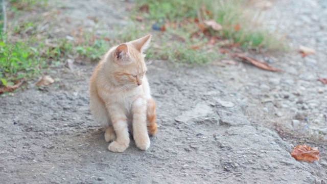 流浪的小猫在街上视频素材