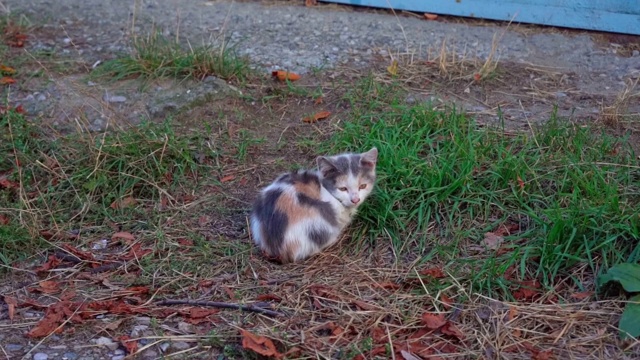 无家可归的小猫在街上瑟瑟发抖视频素材