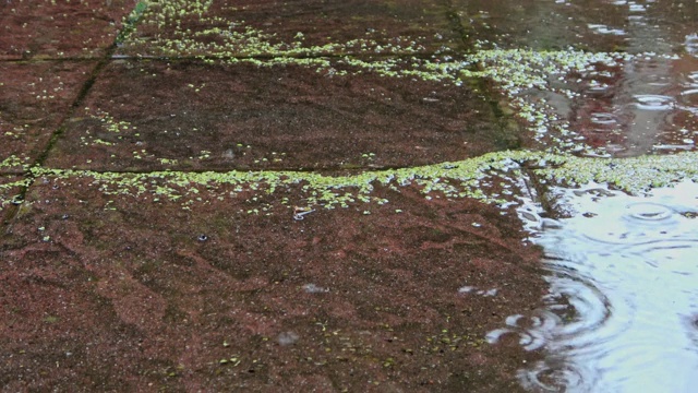 德国北部的一个花园里下着大雨视频素材