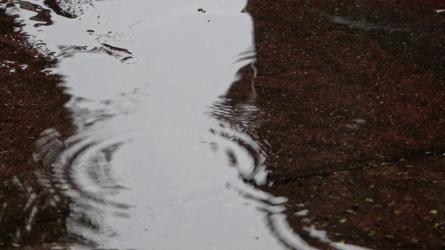 德国北部的一个花园里下着大雨视频素材