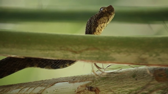 毒蛇的特写，bothrops asper，显示了许多鳞片在三角形的头部视频素材