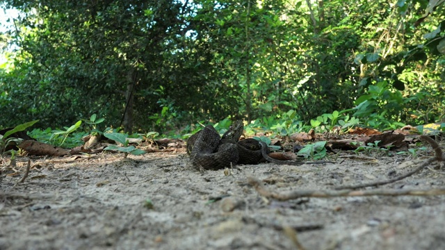 这是一条名叫bothrops asper的蝰蛇的静态视频，显示了附近三角形头部上的许多鳞片视频素材