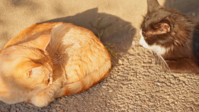 无家可归的猫在晒太阳视频素材