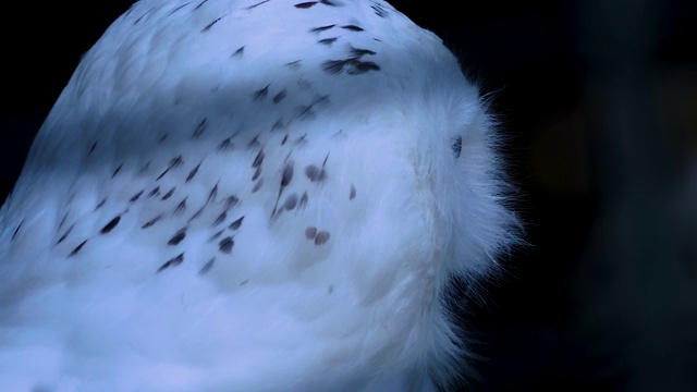 雪鸮头的特写视频素材