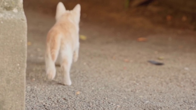 流浪的小猫在街上视频素材