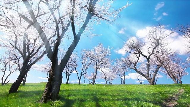 春天的风景。盛开的花园。间隔拍摄。视频素材