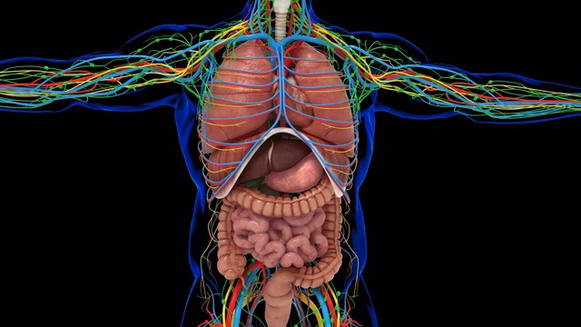 人体内部器官解剖学的医学概念视频素材