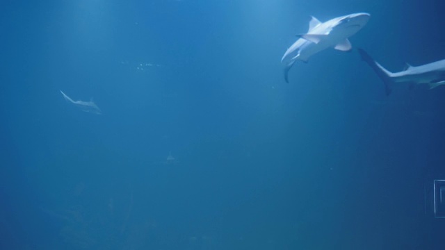 一群鲨鱼从下面。水下海洋生物与灰鲨鱼和鱼游泳。在清澈的水中潜水-近距离视频素材