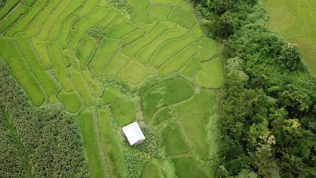 梯田鸟瞰图视频素材