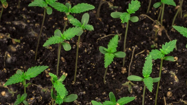 大麻植物栽培视频素材