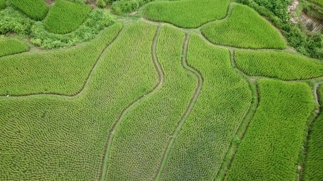 梯田鸟瞰图视频素材