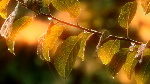 雨滴落在绿叶上视频素材