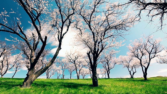 春天的风景。盛开的花园。间隔拍摄。视频素材