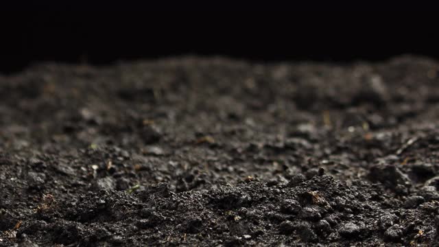 植物在春季生长时，种子在温室发芽新生的豌豆植株视频素材