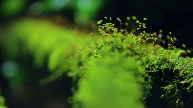 苔藓在森林视频素材