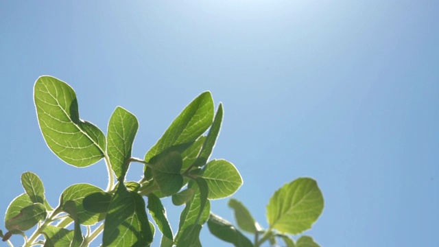 在晴朗的蓝天上种植芝麻的高清视频视频素材