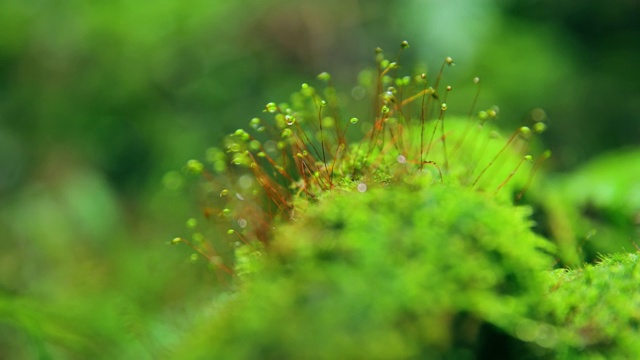 苔藓在森林视频素材