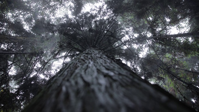 抬头仰望，雨水从森林的树上落下淹死视频素材