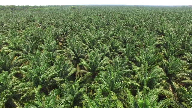 航拍棕榈油种植园视频素材