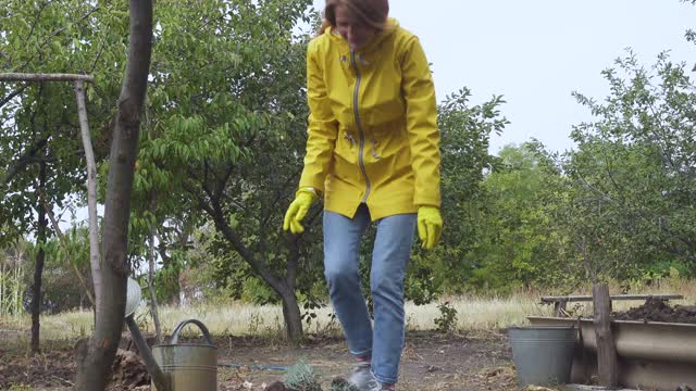 在秋季花园中种植薰衣草幼苗的妇女视频素材