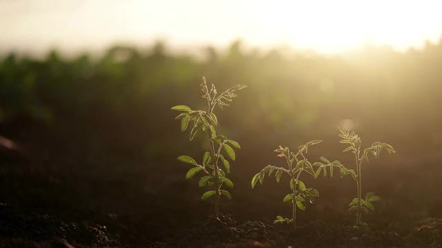 绿叶和水滴在绿色阳光的背景视频素材