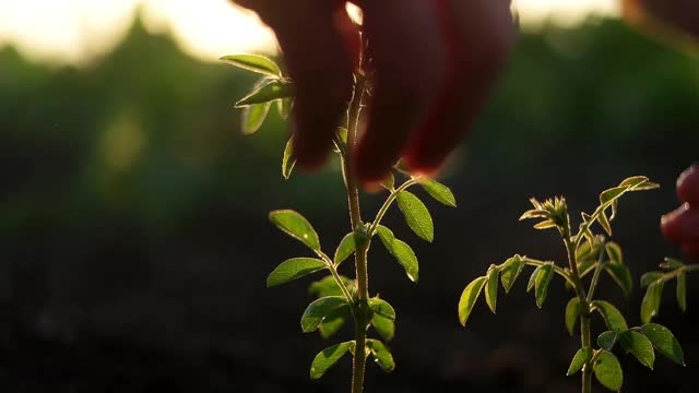 绿叶和水滴在绿色阳光的背景视频素材