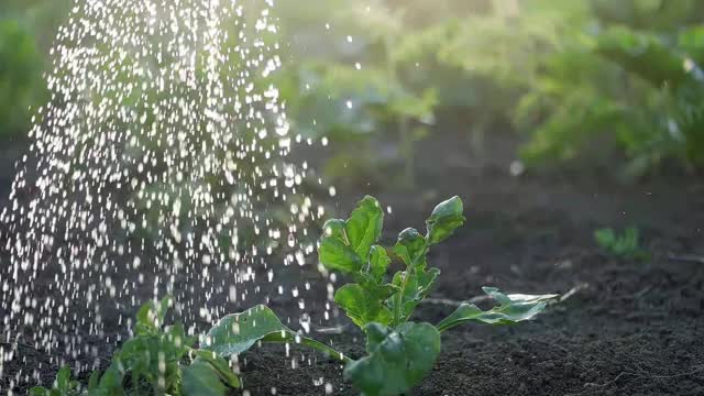 绿叶和水滴在绿色阳光的背景视频素材