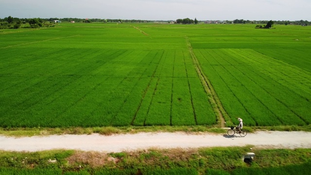 越南农民骑着自行车在土路上飞过稻田。视频素材