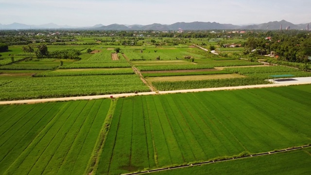 空中的农业用地与绿色的稻田和甘蔗种植园视频素材