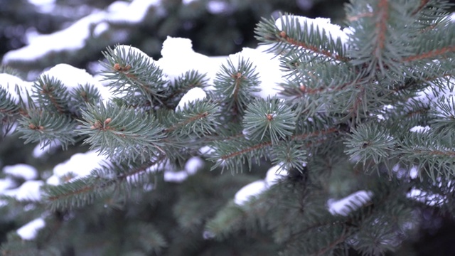 美丽的圣诞树。一棵绿色云杉的树枝上覆盖着洁白蓬松的雪。冬天的童话，树在雪中囚禁。圣诞节的背景。视频素材