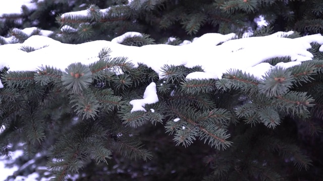 圣诞树，美丽的树枝。香云杉常绿针叶树。雪从树枝上平稳地飘落下来。森林里有蓝色的云杉，云杉树枝上有蓬松的雪。慢动作视频素材