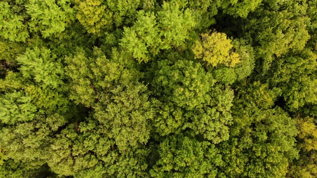 秋季森林无人机视图。鸟瞰图的秋天森林。秋天景观与红黄绿树。混交林，绿色针叶树，落叶乔木与黄色叶子。自然环境背景视频素材