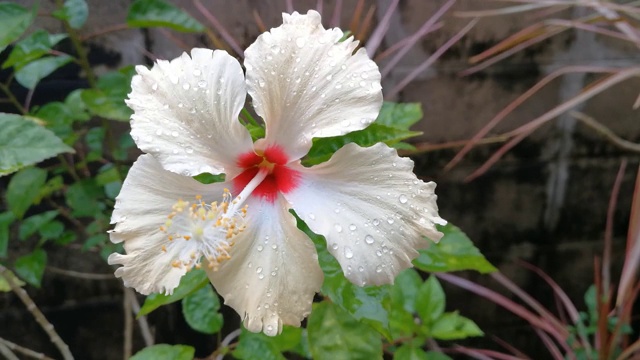 花园里开着浅黄色的芙蓉花。视频素材