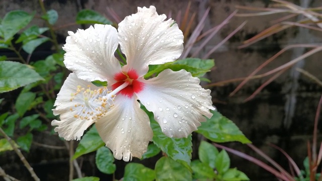 花园里开着浅黄色的芙蓉花。视频素材