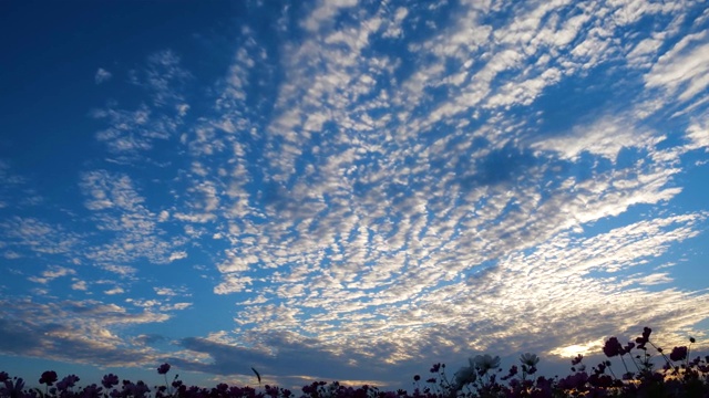 秋天的天空。羊云。鲭鱼的天空。白脱牛奶的天空。视频素材