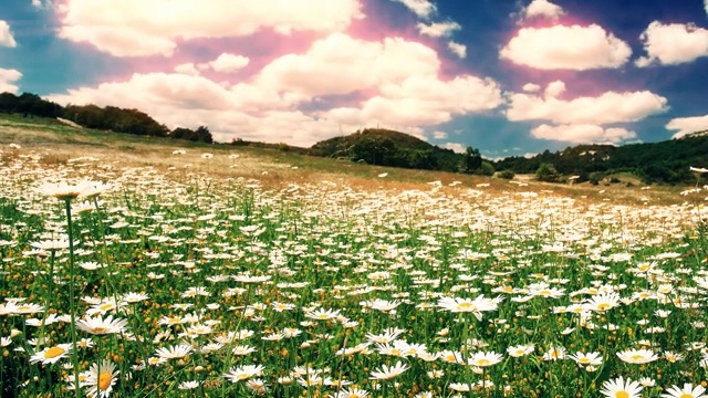 夏天的风景。雏菊盛开的田野。视频素材