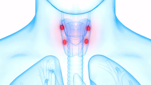 哈曼身体腺体甲状旁腺解剖动画概念视频素材