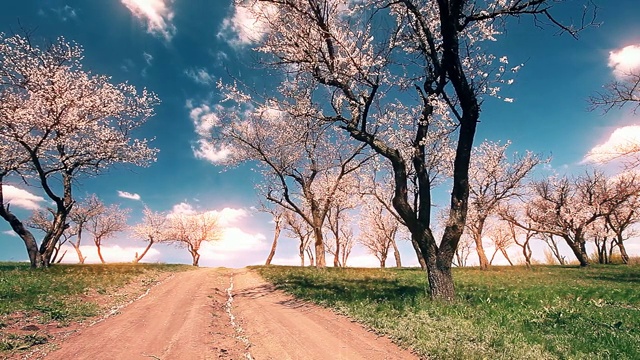 春天的风景。开花的树。视频素材