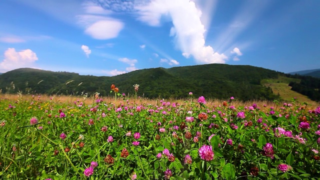 开花的山地丘陵视频素材