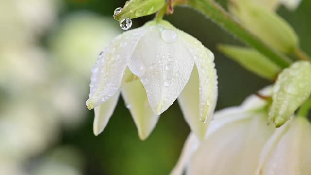 丝兰花的慢镜头视频素材