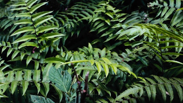 许多蕨类植物的叶子背景在森林里是潮湿的。视频素材