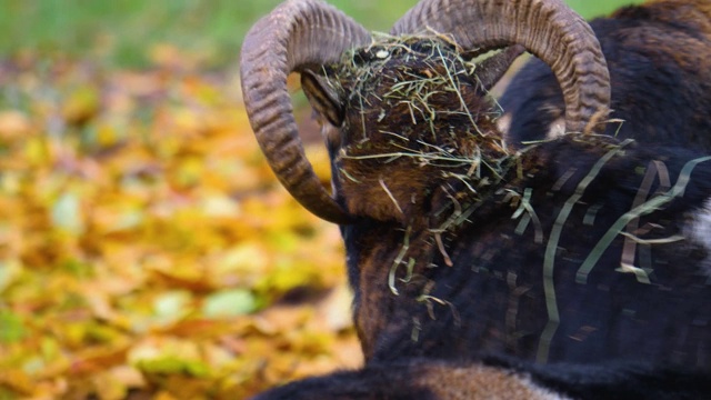 大角羊的特写，mouflon，公羊视频素材