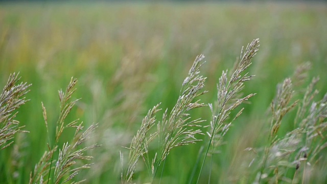 夏日草地的慢镜头视频素材