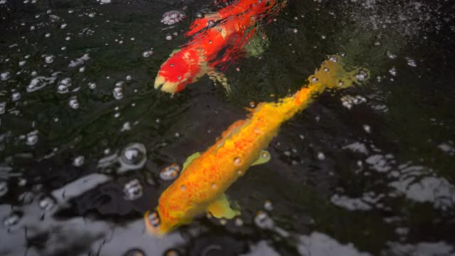 池塘里有大锦鲤，水中有红金色的五彩鲤鱼，水中有美丽的锦鲤宠物视频素材