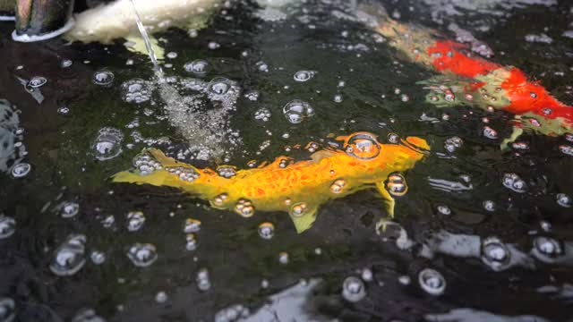 池塘里有大锦鲤，水中有红金色的五彩鲤鱼，水中有美丽的锦鲤宠物视频素材