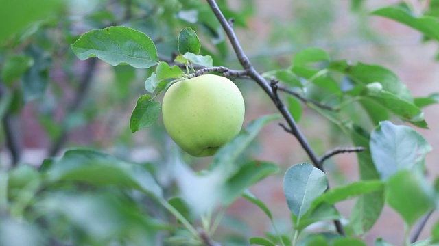 苹果生长在树枝上，绿色，成熟的收获室外俯视图拷贝空间文本食物背景视频素材