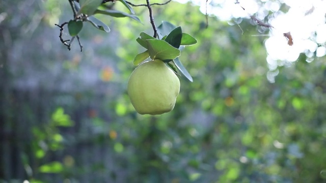 苹果生长在树枝上，绿色，成熟的收获室外俯视图拷贝空间文本食物背景视频素材