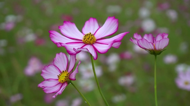 美丽的宇宙花在田野花园。关闭了。粉红色和白色的花显示清新的自然季节，盛开的花瓣美丽多彩的双翅菊在春天的季节视频素材