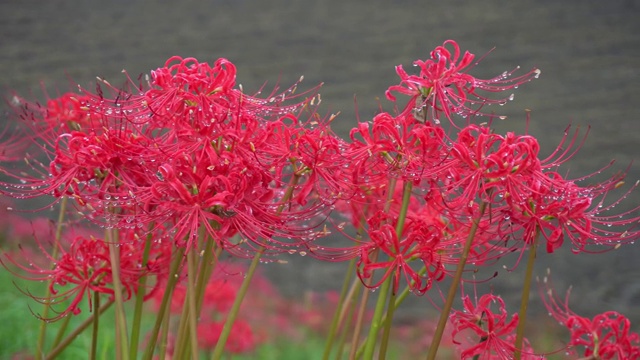 红色石蒜花瓣雨后带露珠。公园里美丽的花朵。花瓣背景。视频素材