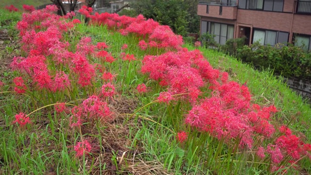 红色石蒜花瓣雨后带露珠。公园里美丽的花朵。花瓣背景。视频素材